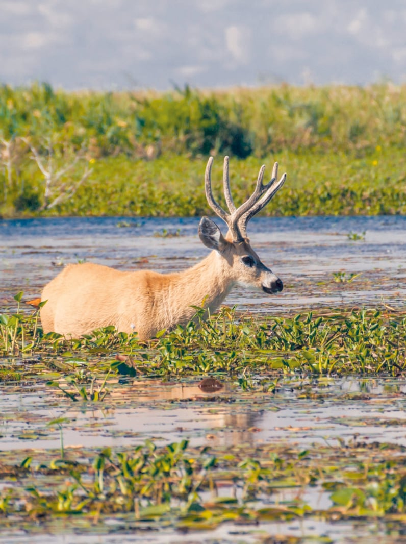 Marsh deer (Blastocerus dichotomus) in Esteros del Ibera, Argentina