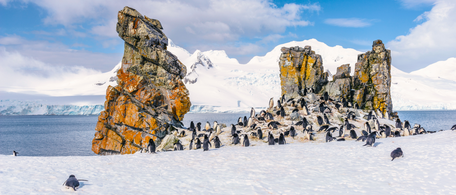 Chinstrap Penguins (Pygoscelis antarctica) and a rock in Half Moon Island of the South Shetland Islands
