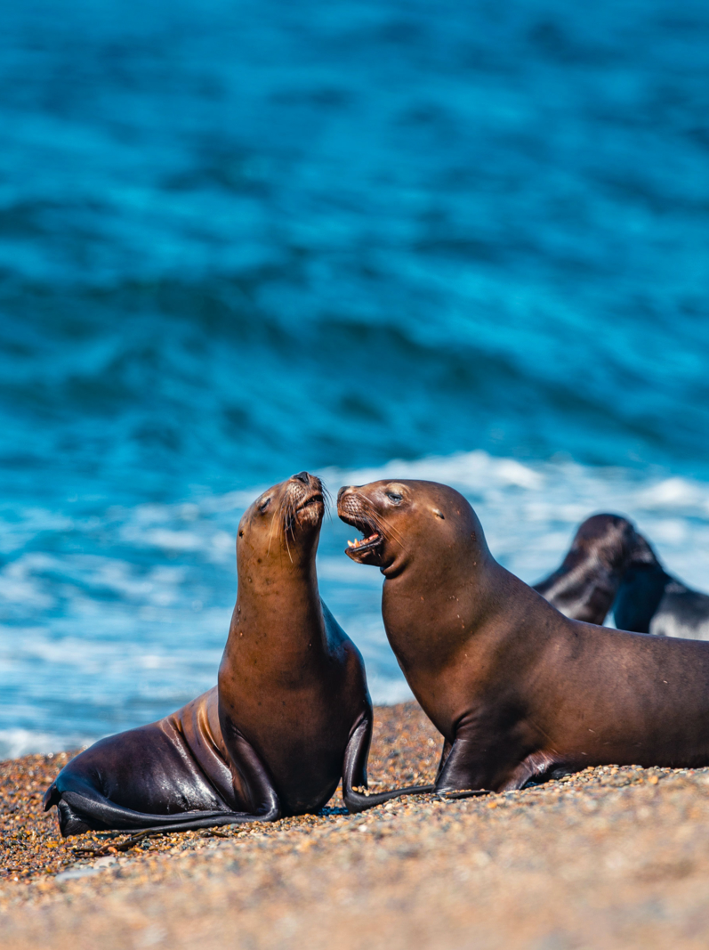 female sea lion seal on Patagonia beach while roaring