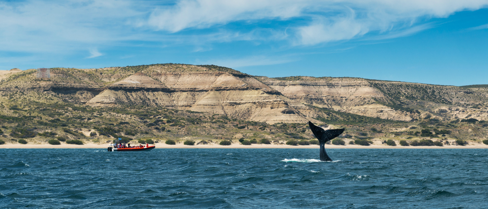 Southern Right Whale flipping its tale in the Valdes Peninsula in Argentina; Concept for travel in Argentina and Whale Watching