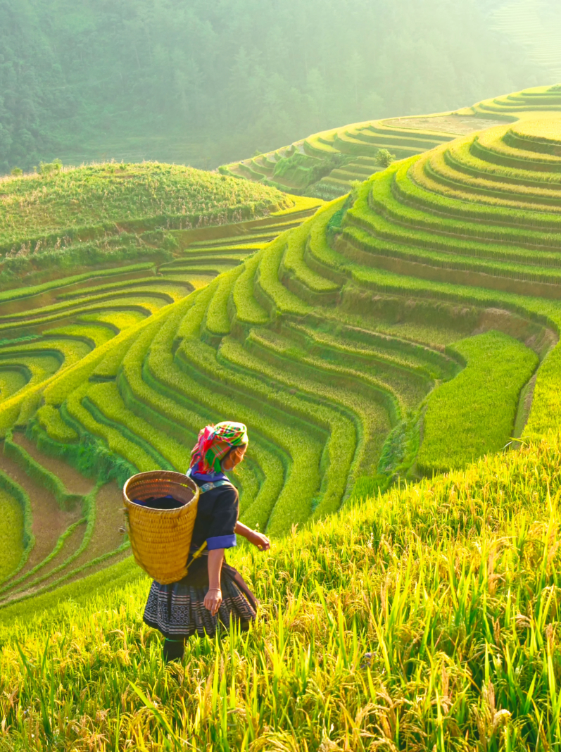 Rice fields on terraced of Mu Cang Chai, YenBai, Rice fields prepare the harvest at Northwest Vietnam.Vietnam landscapes