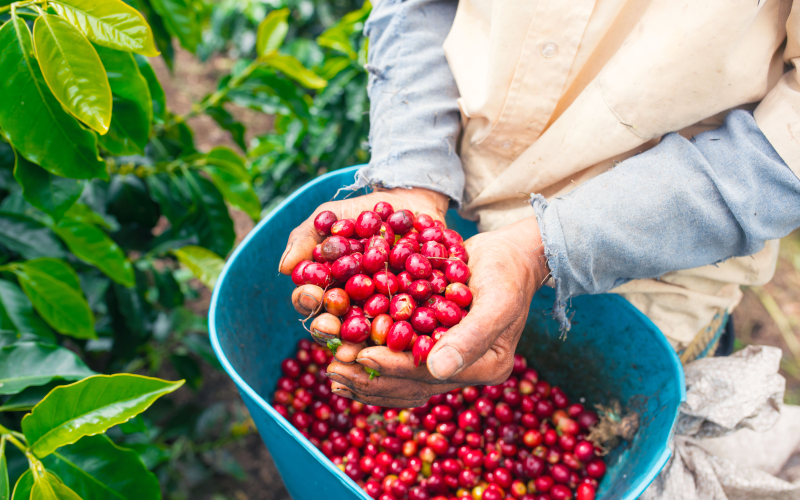Visit Buon Ma Thuot's coffee plantations | Evaneos