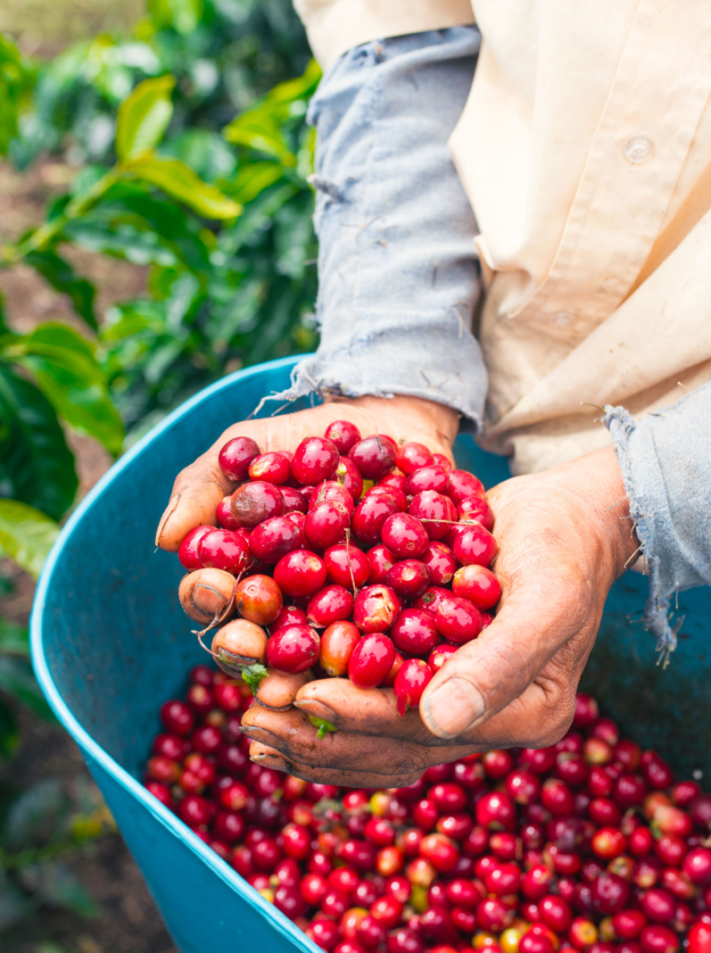 Farmer showing red and picked coffee beans in his hands