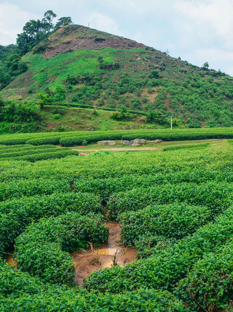 Tea plantation in Moc Chau, Vietnam. Vietnam has a huge potential in agro-products such as paddy rice, tea, coffee