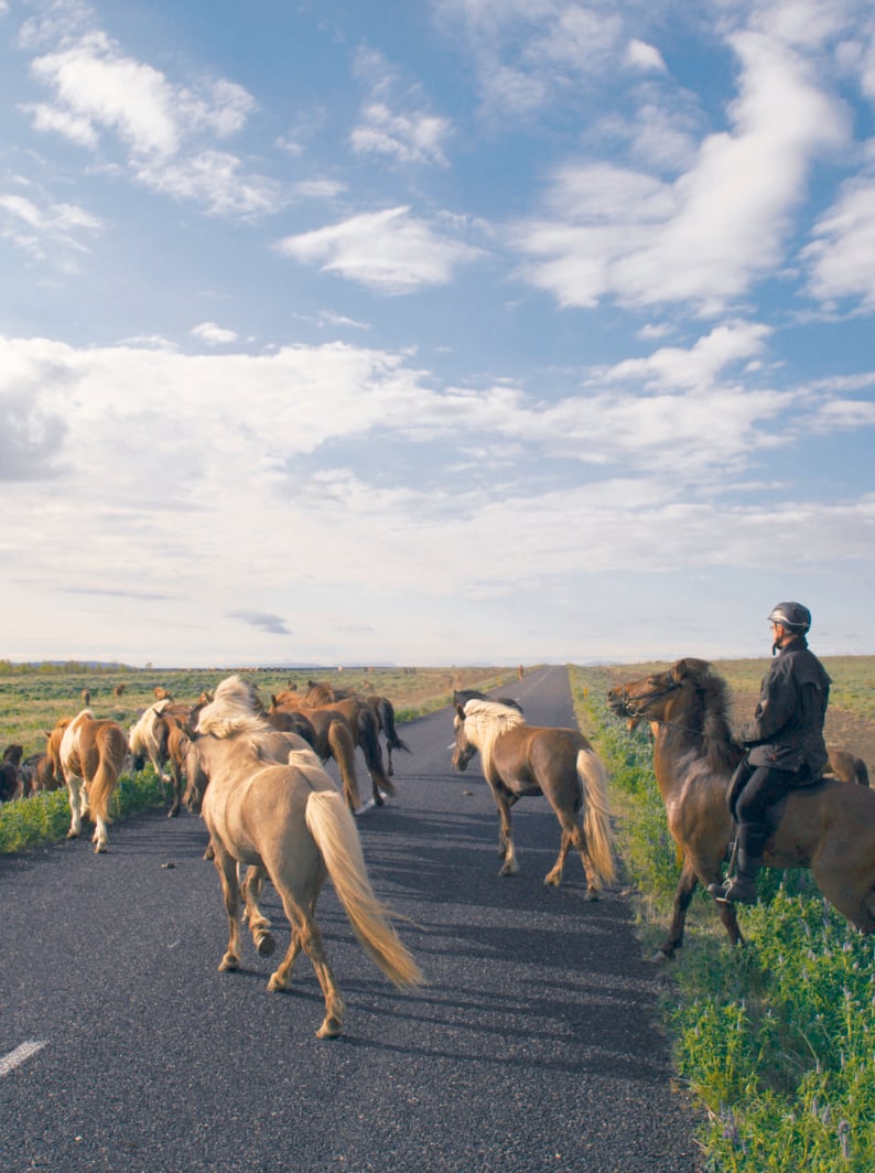Crossing the road on Icelandic horses