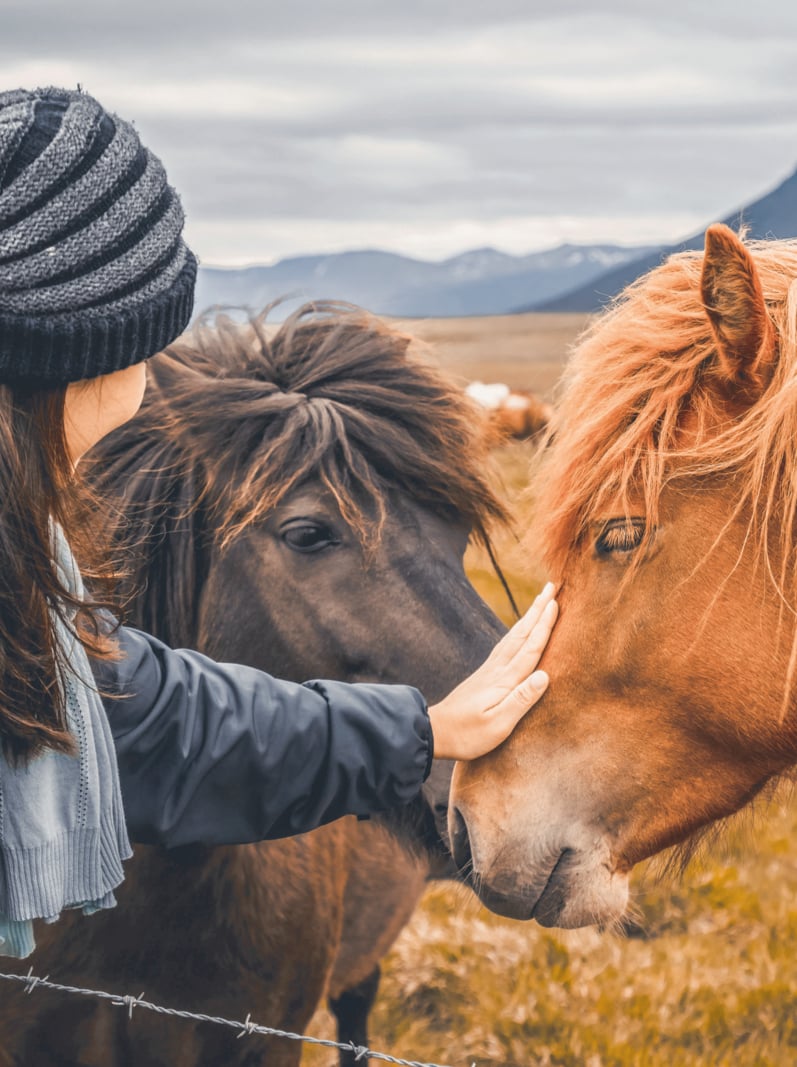 Icelandic horse in the field of scenic nature landscape of Iceland
