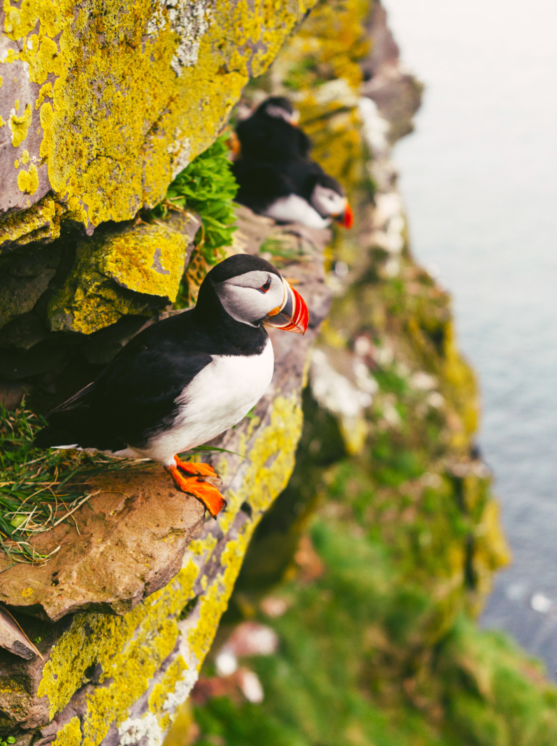 Three Atlantic puffins. Sea birds standing on a cliff in nature on the Latrabjarg cliffs in West Fjords, Iceland
