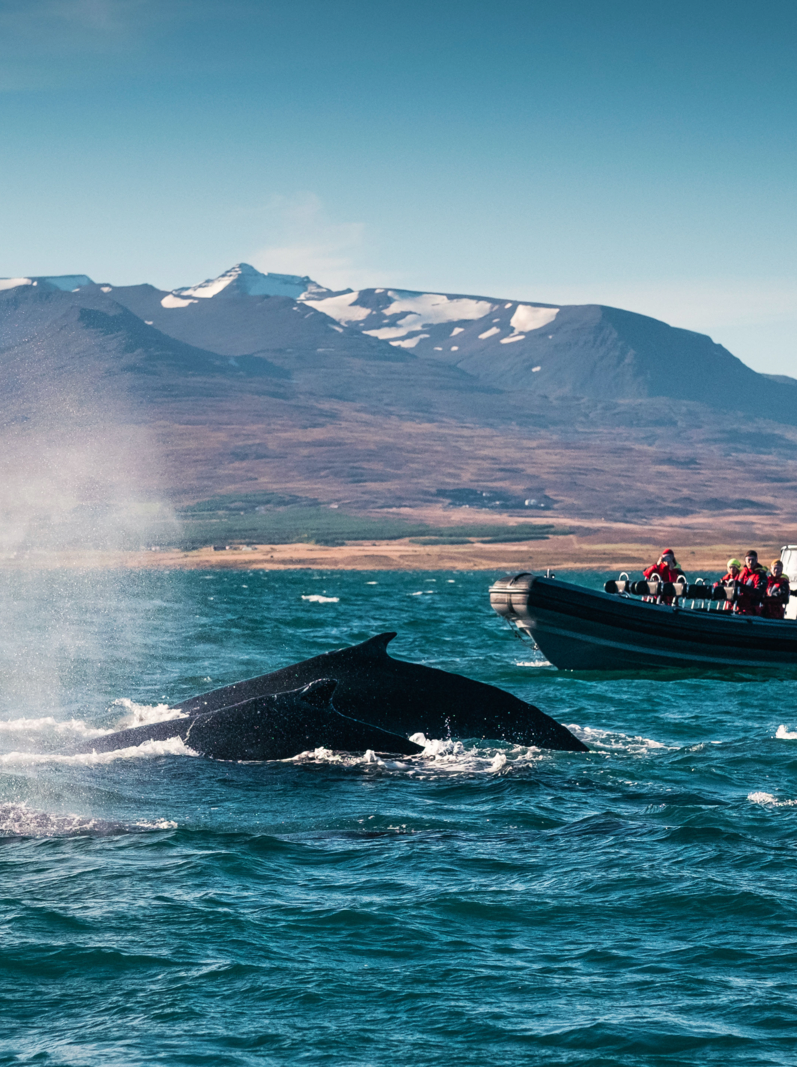 Small crew's after the humpback whales