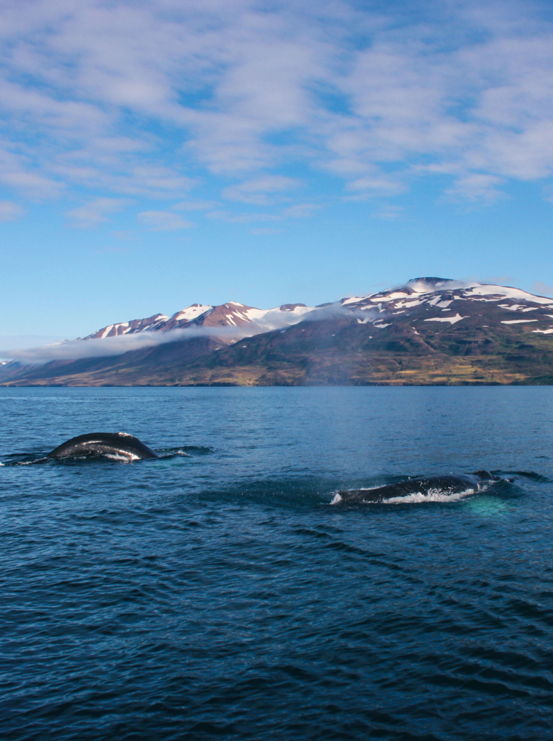 Two Humpback Whales while whale watching in Dalvik, Iceland