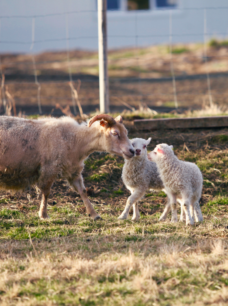 Baby lamb born in the spring in Iceland with his mother on the farm