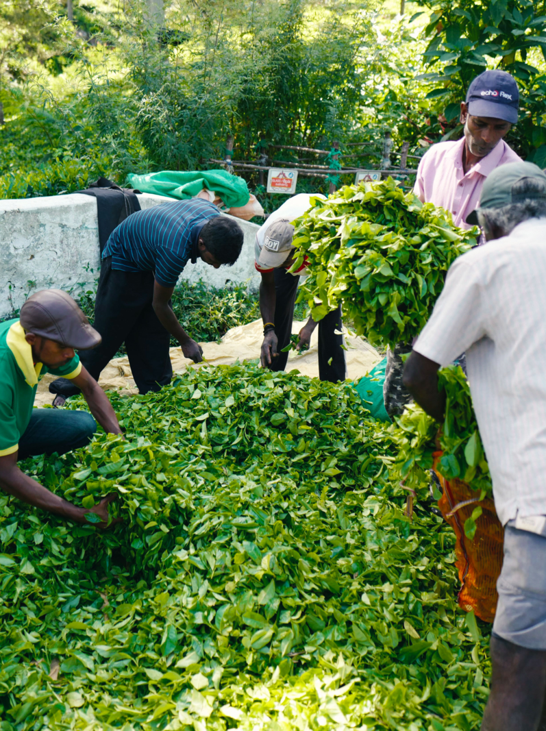 Workers in a tea plantation, Sri Lanka