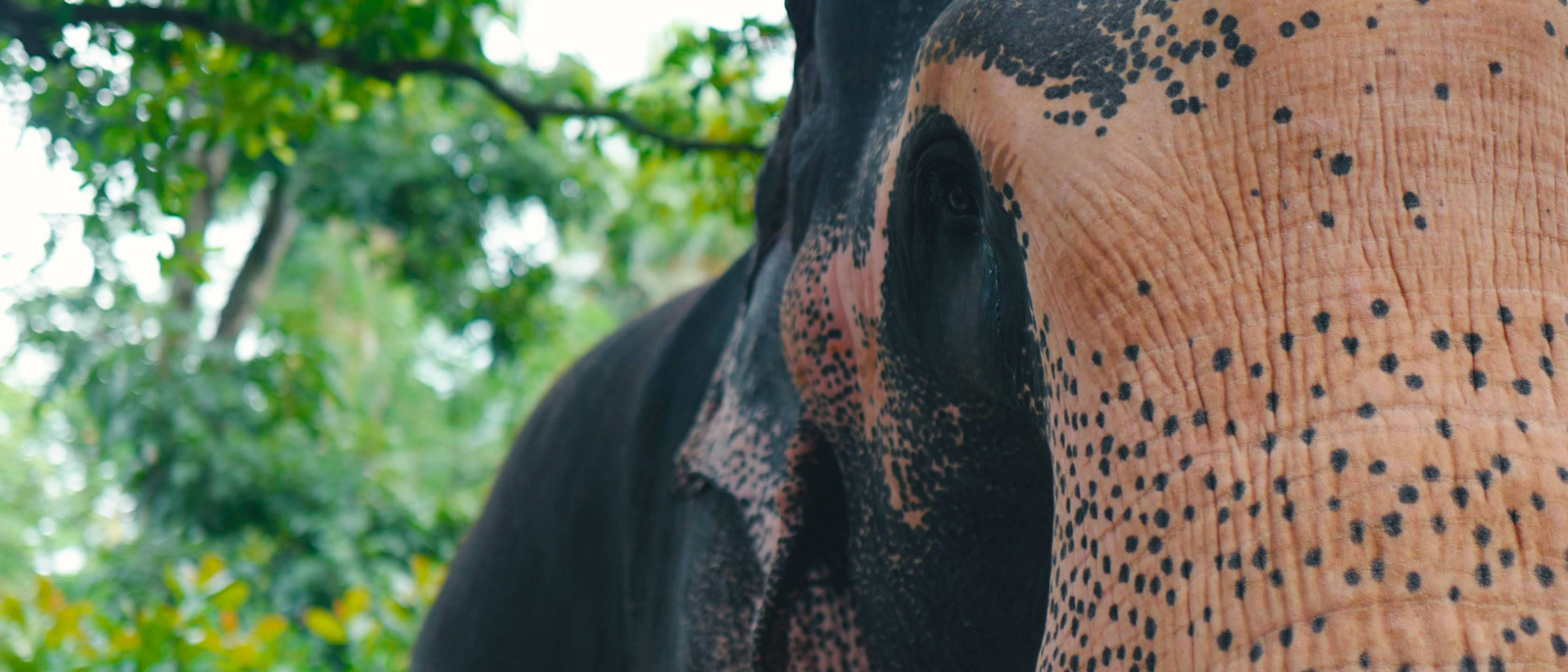 Éléphant, Sri Lanka