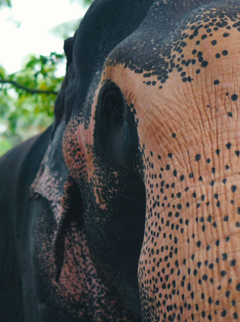Éléphant, Sri Lanka