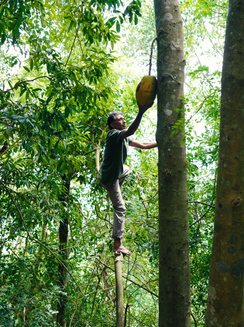Man on a tree in Sri Lanka