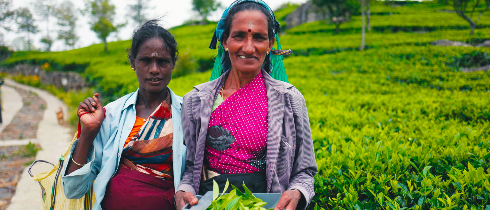 Deux femmes Sri Lankaises dans les plantations de thé au Sri Lanka