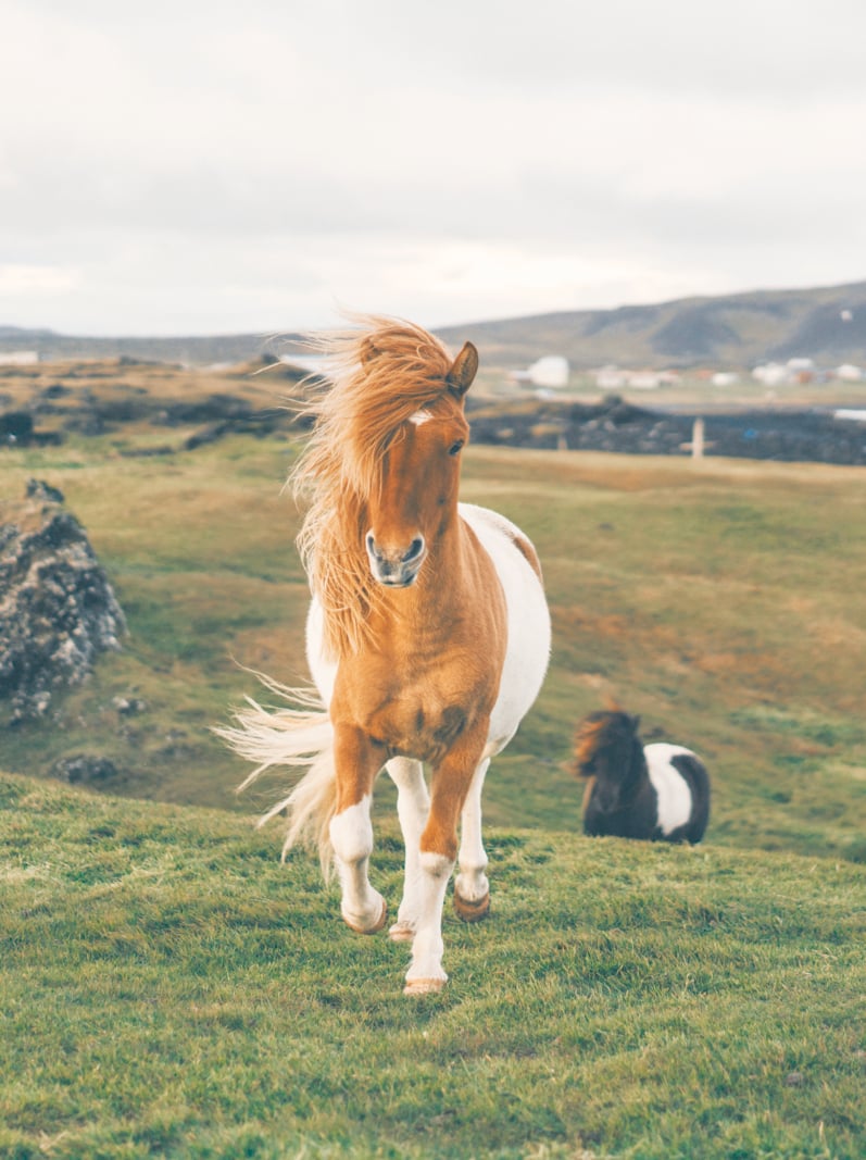 Portrait of brown Icelandic horse on the pasture in Iceland