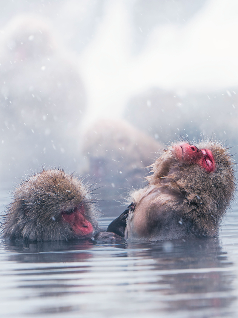 Snow monkey bathing in hot water spring in winter, Japan