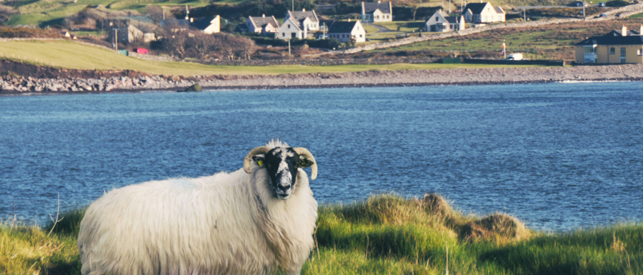 Horny sheep of Kerry Ireland