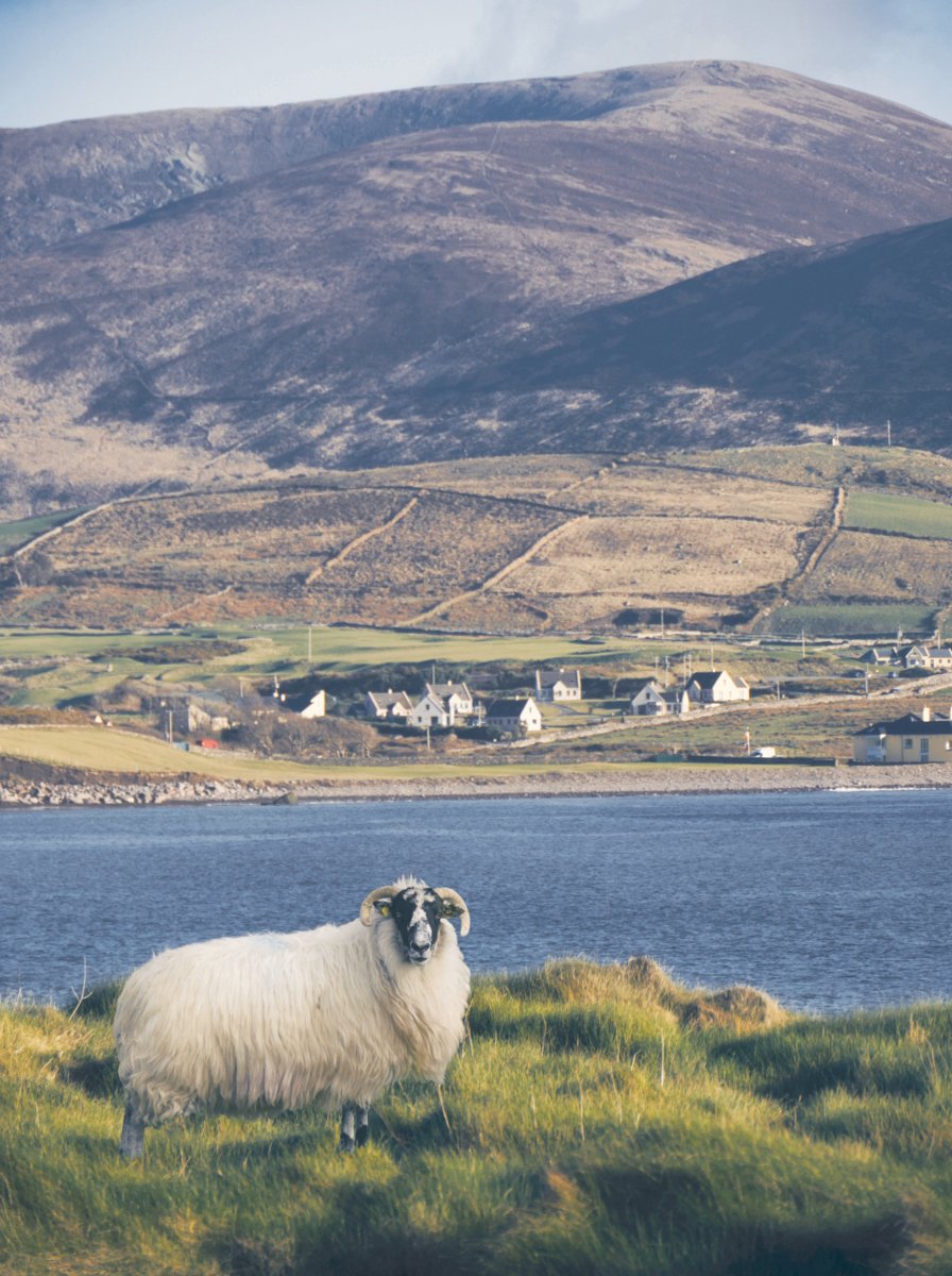 Horny sheep of Kerry Ireland