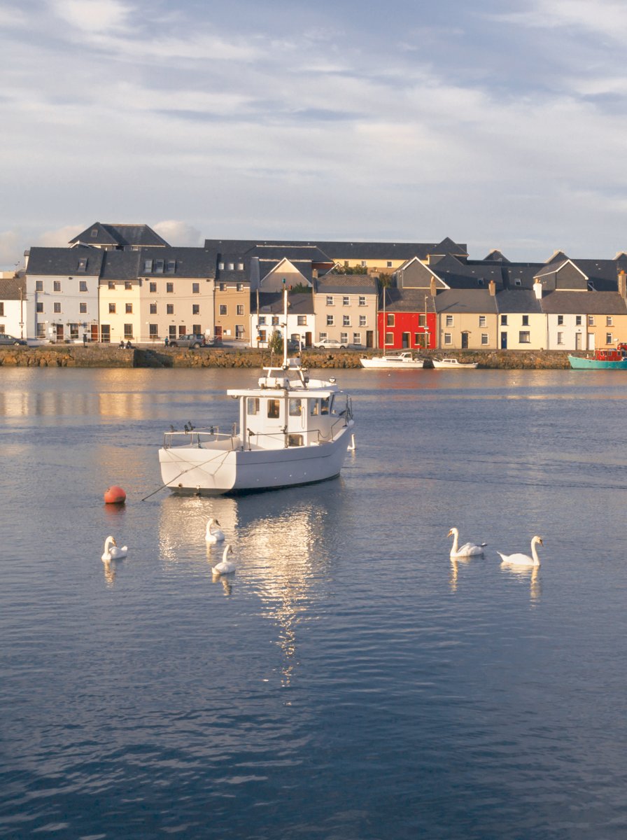 Swans on the sea with ships and houses in the background