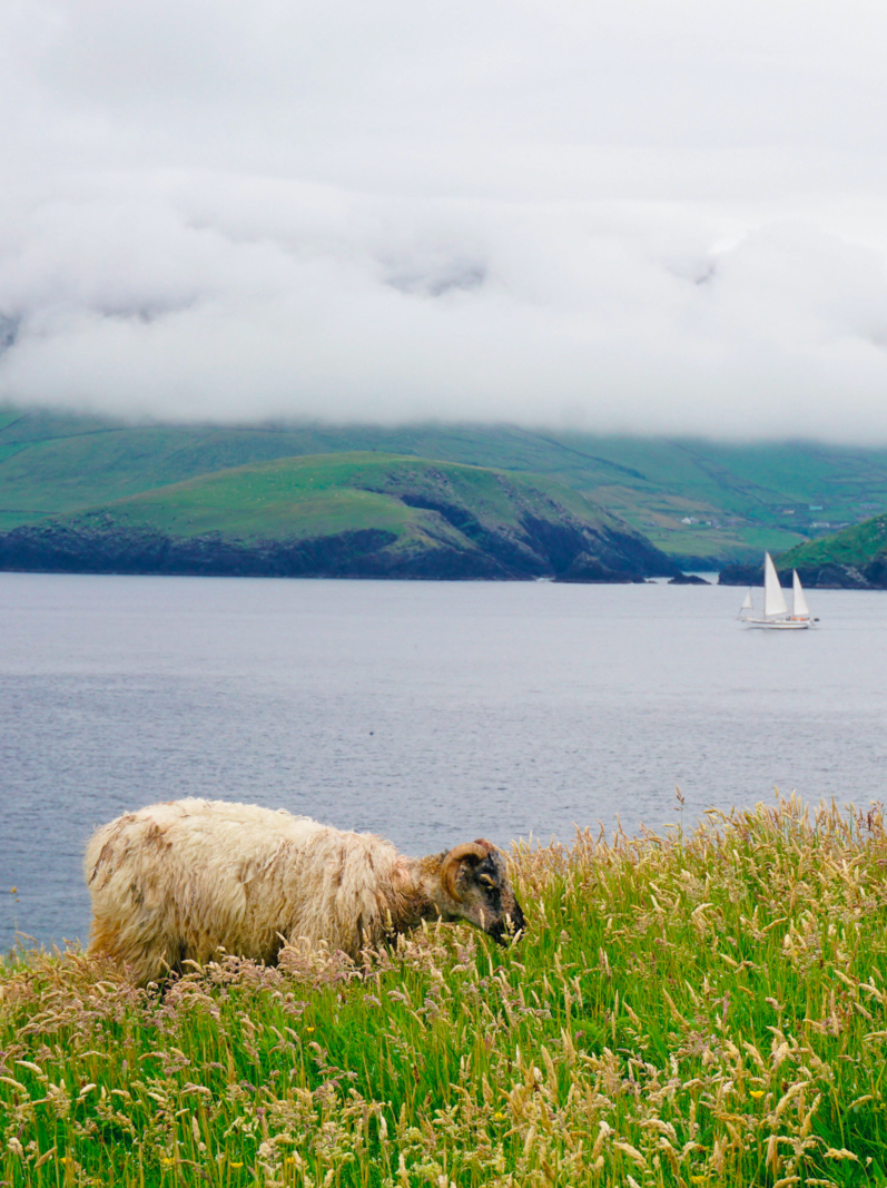 Sheep Grazing on the Edge of The Great Blasket Island off the Coast of Ireland. Wild Sheep in Beautiful Field Overlooking Irish Bay and Coastline on a Cloudy Day. Great Blasket Island Cliff.