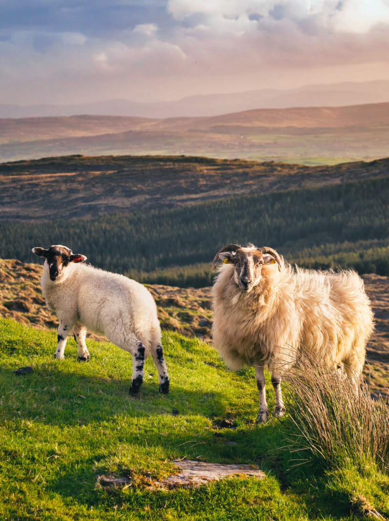 Two sheeps in a sunset. Ireland.
