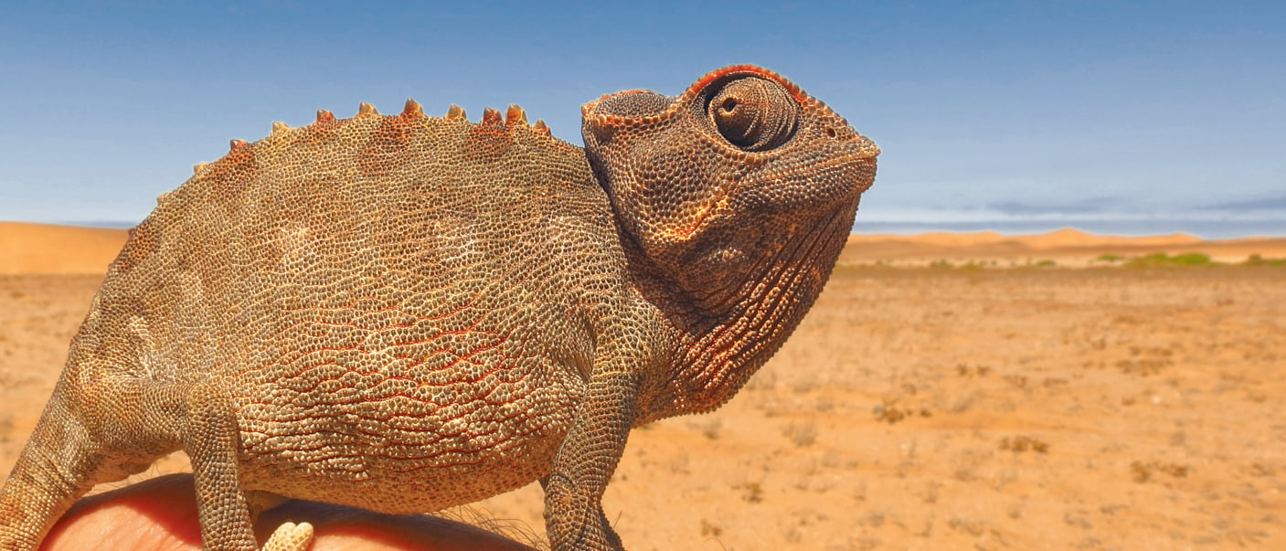 Chameleon Namibian desert African ground animal reptile wildlife nature hand