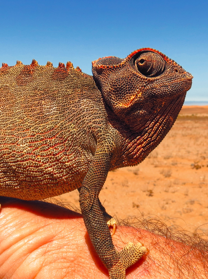 Chameleon Namibian desert African ground animal reptile wildlife nature hand