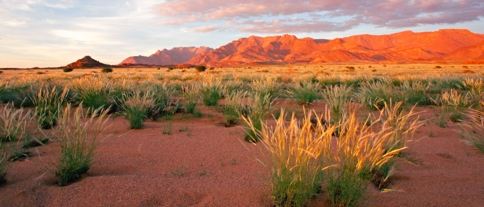 Grassland landscape at sunrise, Brandberg mountain, Namibia, southern Africa
