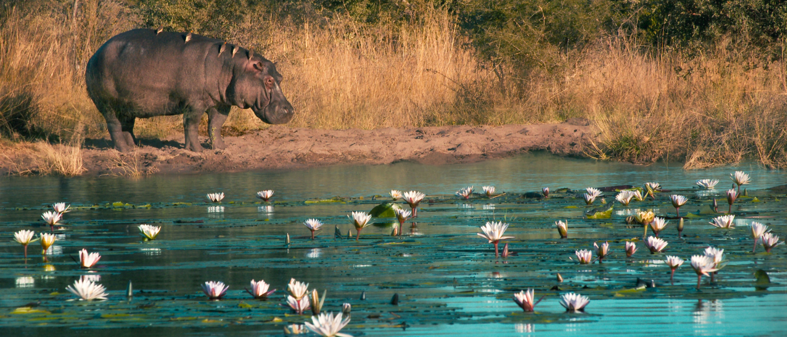 Hippopotamus (Hippopotamus amphibius) standing on riverbank with birds resting on its back looks at the river with flowers floating in the water, Kwando River, Kongola, Caprivi Strip, northeastern Namibia, Africa