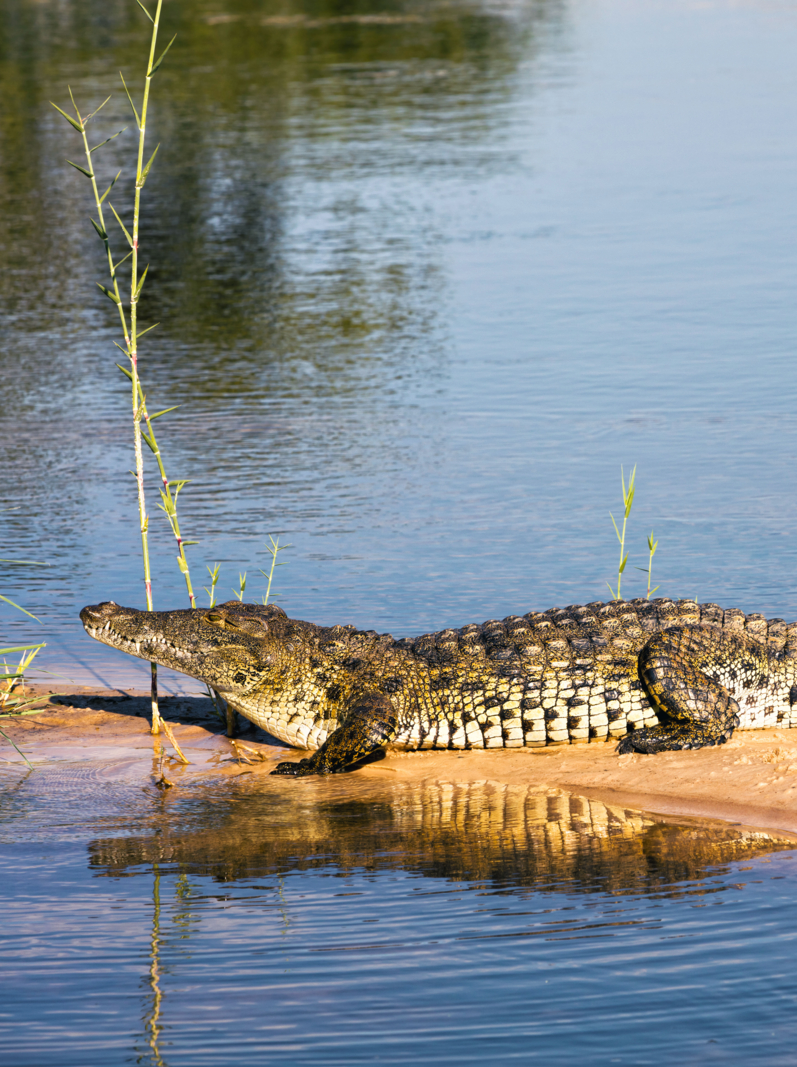 Crocodile, Crocodylus niloticus, Cubango River, Caprivi Strip, near Okavango Delta, Namibia, Africa