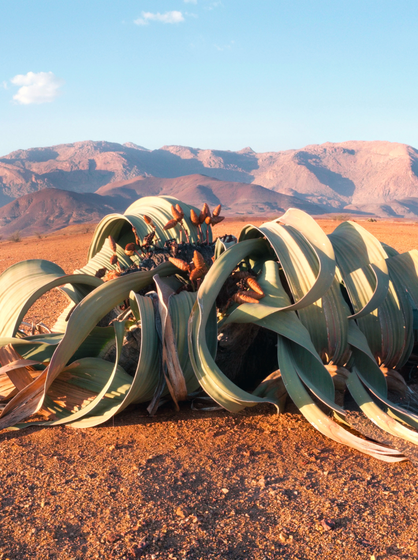 Floraison de Welwitschia mirabilis dans le désert du centre de la Namibie