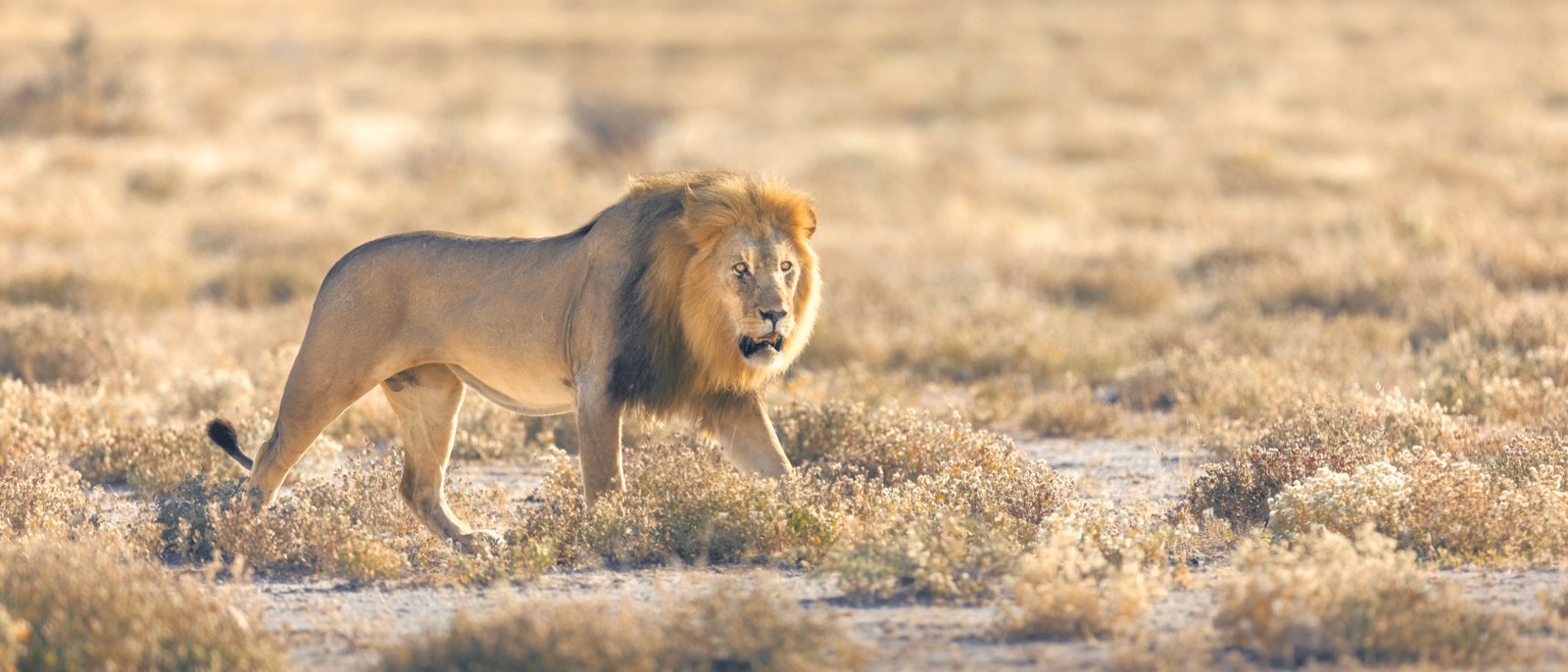 Lion walking through Etosha National Park, Namibia