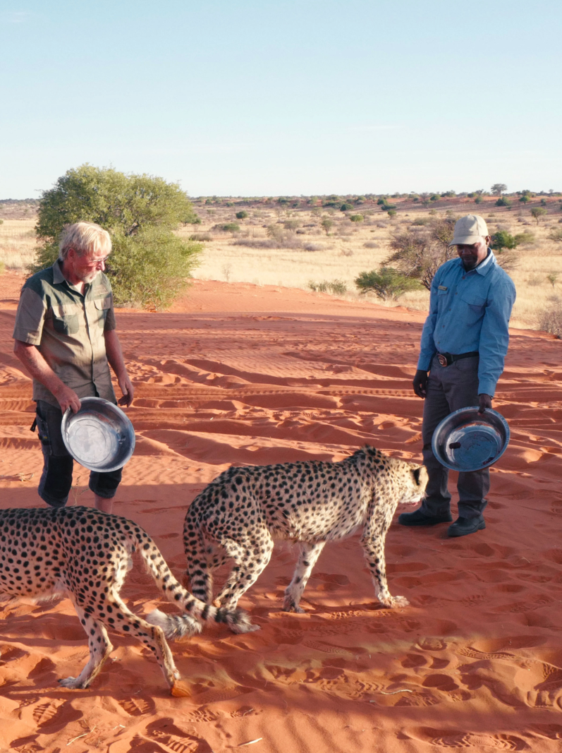 Wildcat in Namib desert