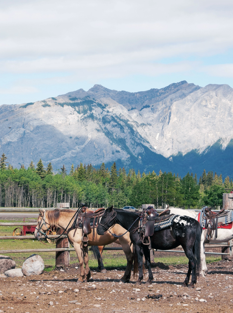 Canada, Alberta: Saddled horses in the coral with a Rocky Mountain backdrop. Peaceful and bucolic view of horses, forests and mountains.