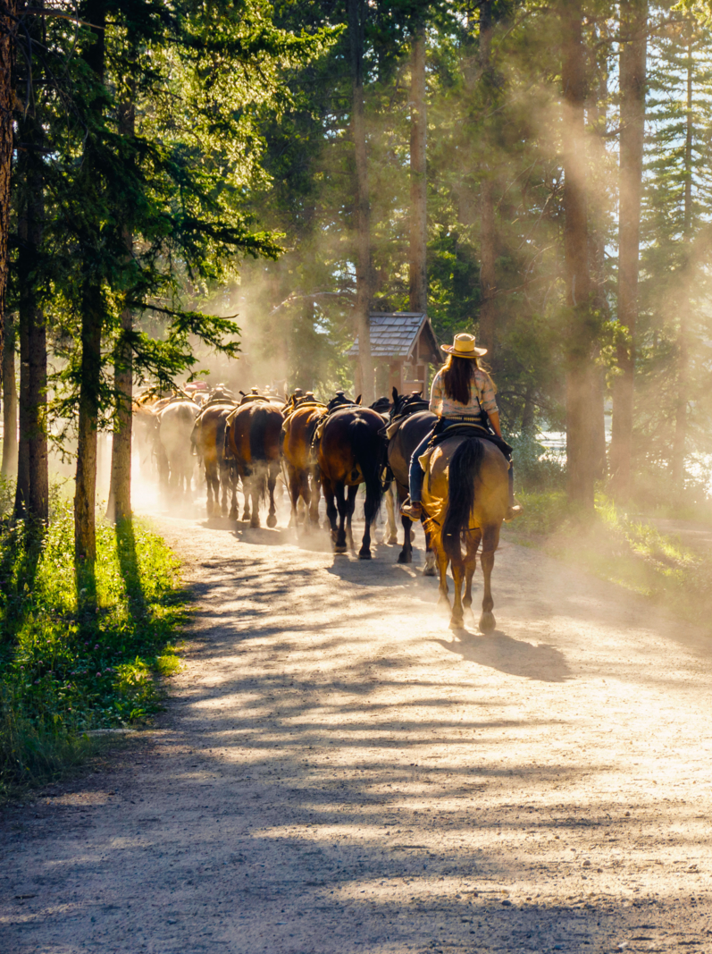 Herd of horses followed by woman on sunny forest path