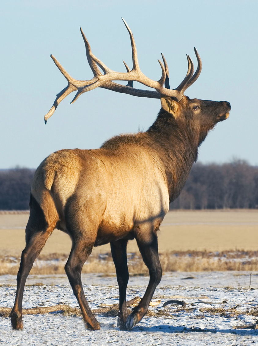 Bull Elk just outside Riding Mountain National Park, Manitoba