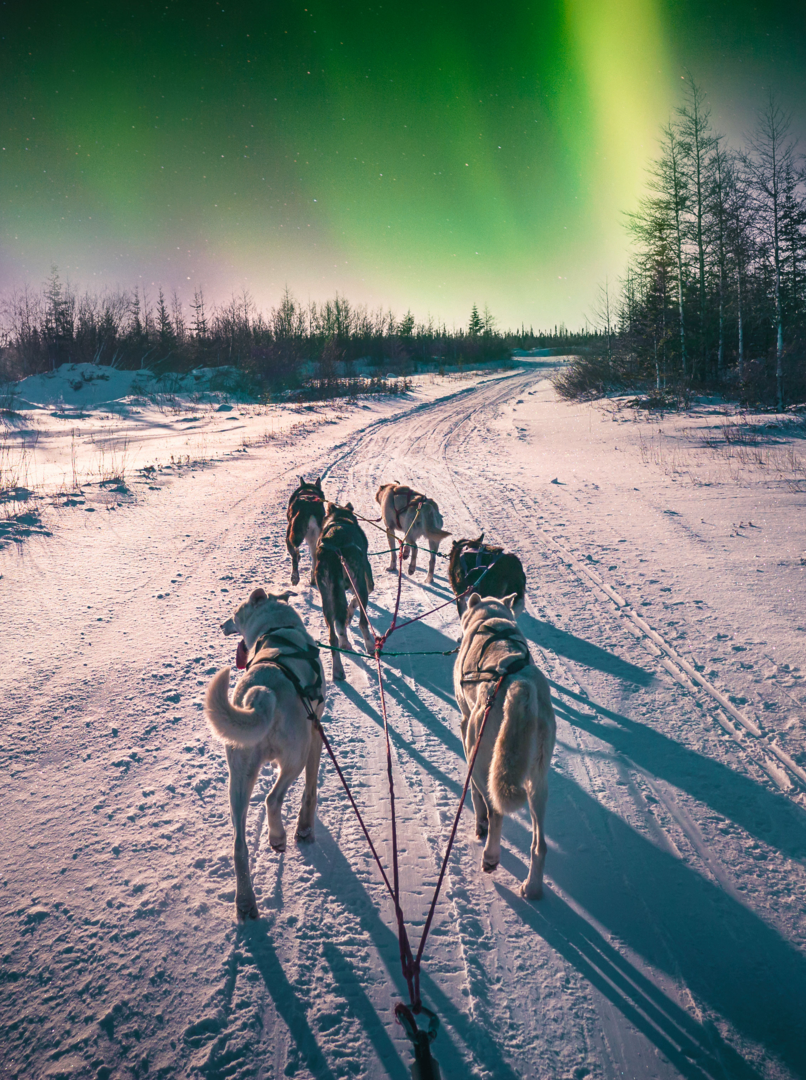 A group of husky dogs harnessed together run through snowy boreal forest. Green color aurora borealis in the background sky.