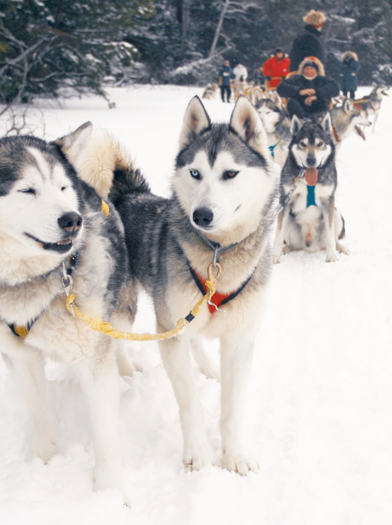 The sport of dog sledding in northern Ontario.