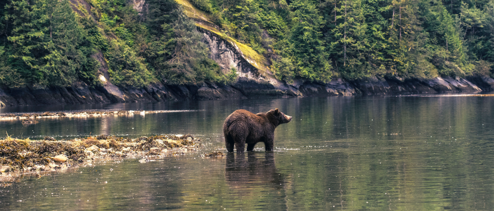 Bear reflected in the waters of the Great Bear Rainforest in British Columbia, Canada
