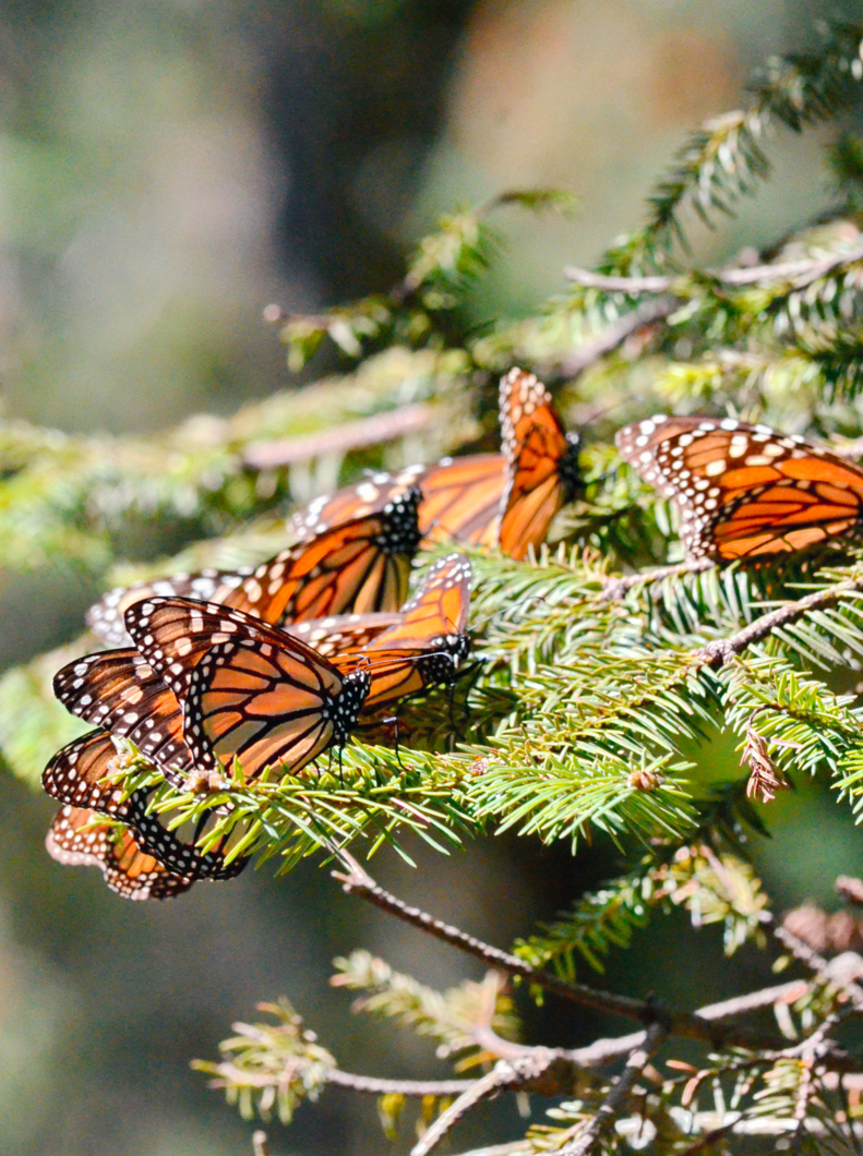 Monarch Butterflies fluttering on trees at the Sierra Chincua Monarch Butterfly Preserve, Mexico