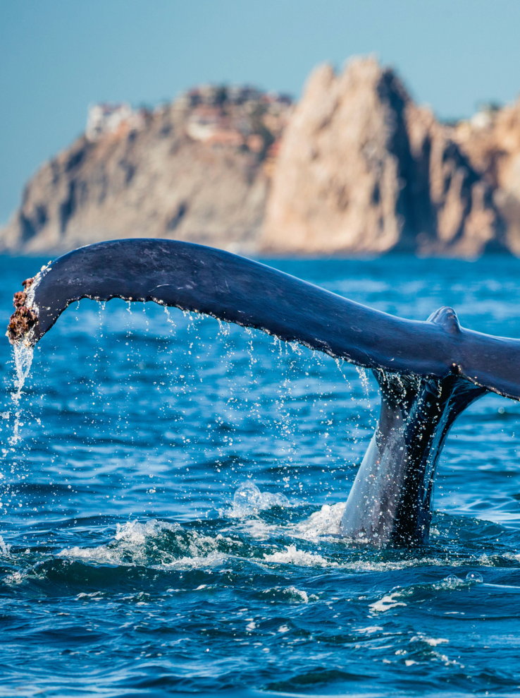 Tail of the humpback whale. Mexico. Sea of Cortez. California Peninsula