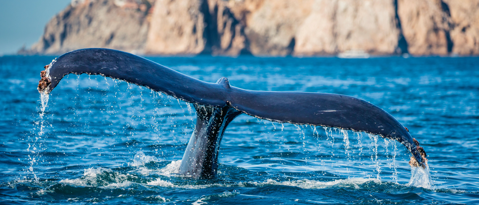 Tail of the humpback whale. Mexico. Sea of Cortez. California Peninsula