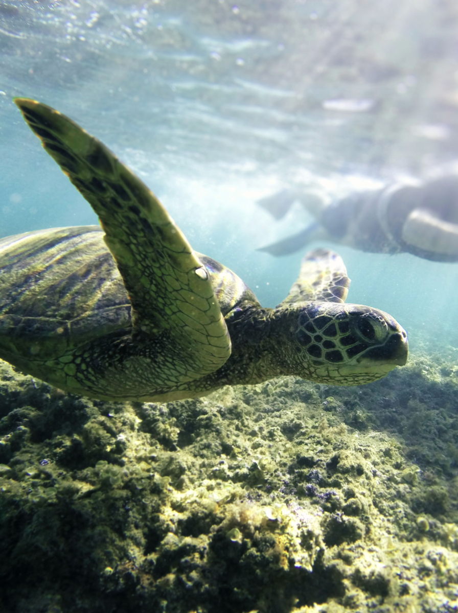 turtle in ocean swimmin