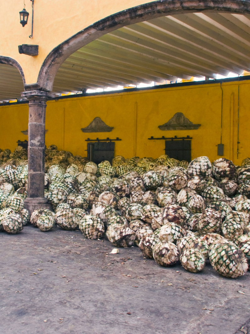 plants of agave at Tequila distillery in Jalisco Mexico