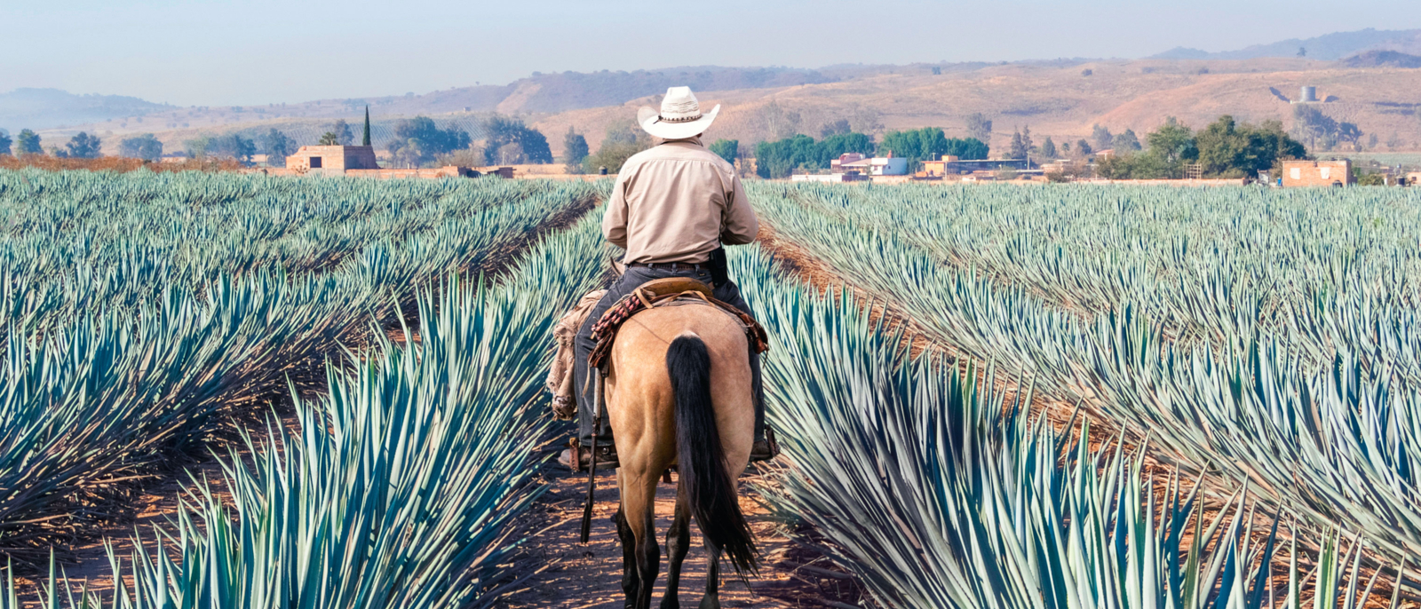 Farmer on his horse walking in his agave seed. Agave landscape, Tequila, Jalisco, Mexico.