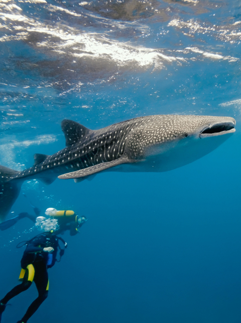 Whale shark and underwater photographer