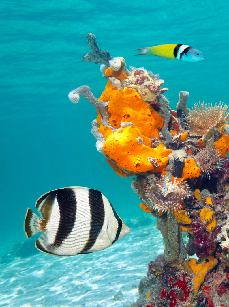 Colorful tropical fish and marine life underwater in the Caribbean sea, Mexico