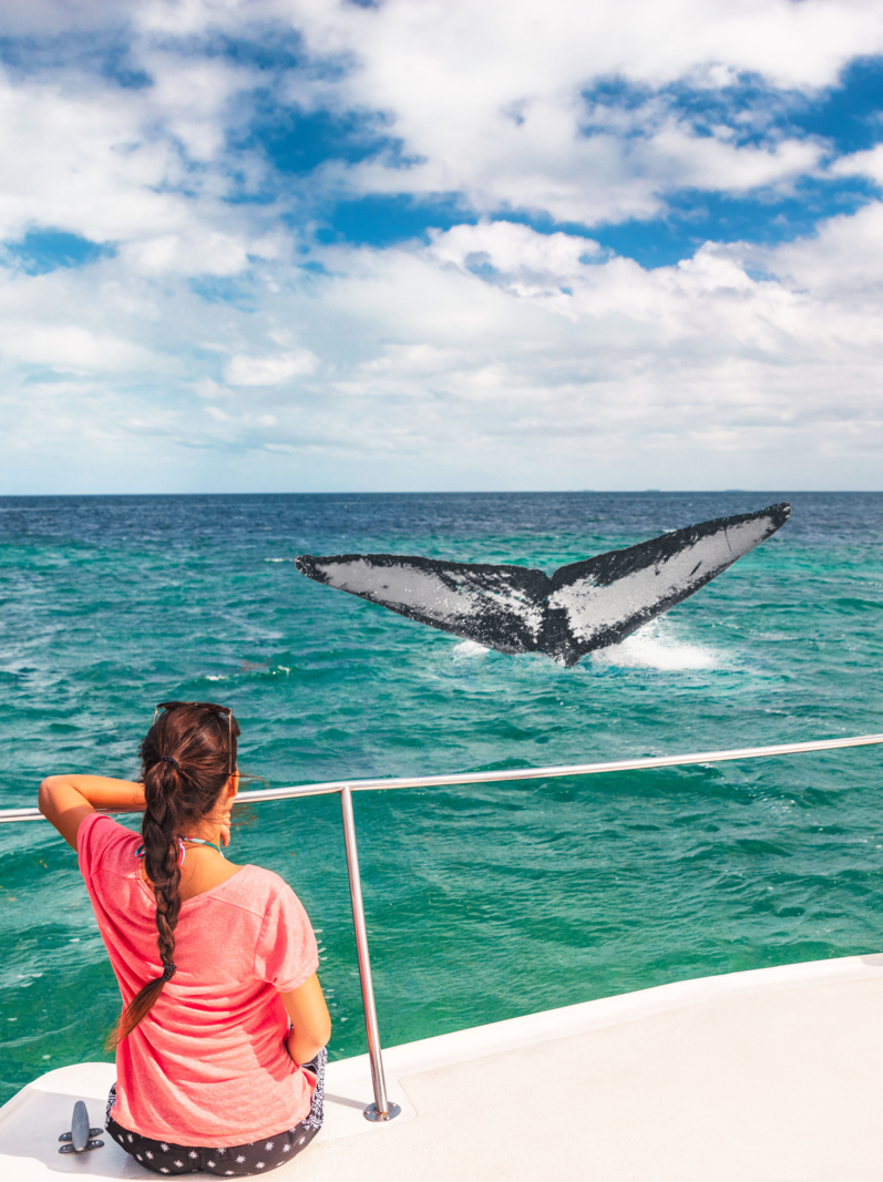 Whale watching boat tour tourists people on ship looking at humpback tail breaching ocean in tropical destination, summer travel vacation. Couple on deck of catamaran