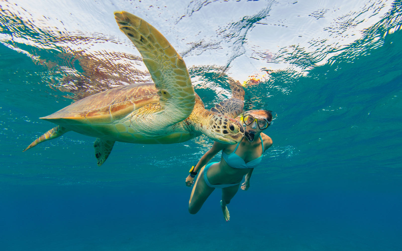 Incontrare le 200.000 specie animali che vivono in Messico Evaneos
